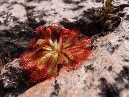 Sundew plant